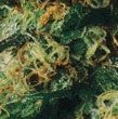 Northern Lights