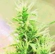 G 13