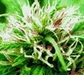 Texada Outdoor