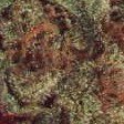 Purple Haze