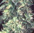 AK 47 X Super Skunk #1