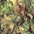 BC Kush