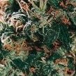 Hindu Kush