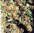 Skunk #1