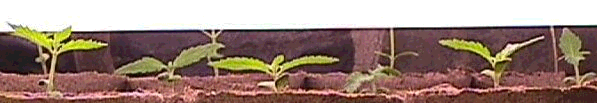 Little Green Sprout
