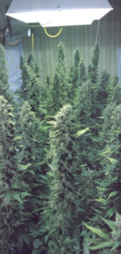 Marijuana